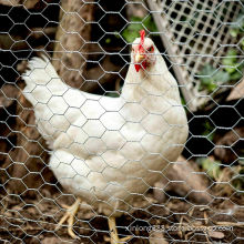 Poultry farm fence hexagonal chicken wire mesh